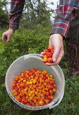 BB 14 0099 / Rubus chamaemorus / Molte